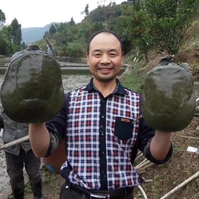 回农村养鳖年收入百万（未来养殖业什么最赚钱农村）-易学副业