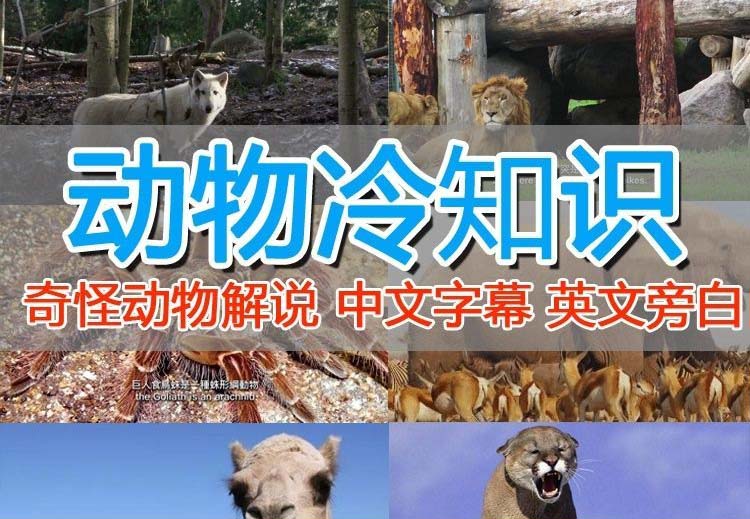 【副业项目6380期】外面卖1699的国外纪录片解说（动物解说、美食、动画片）稳过中视频-易学副业